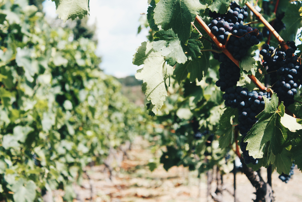 Vineyard grapes