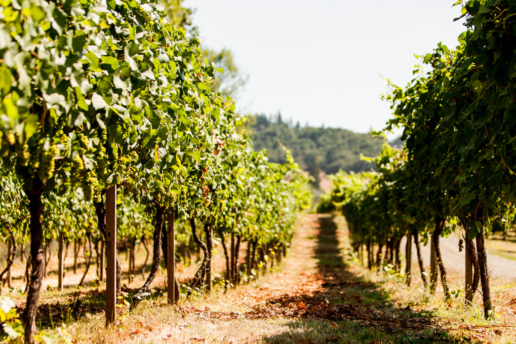 Vineyard rows